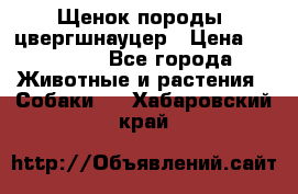 Щенок породы  цвергшнауцер › Цена ­ 30 000 - Все города Животные и растения » Собаки   . Хабаровский край